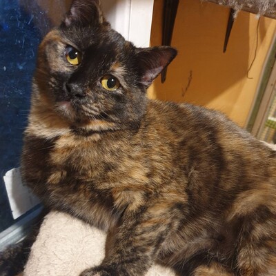 Kätzchen Agathe und Emira warten auf Post, EKH Jungtier - Katze