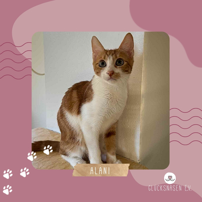 Kätzchen Alani kuschelt und schmust gern