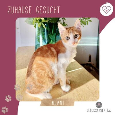 Kätzchen Alani kuschelt und schmust gern, EKH Jungtier - Katze