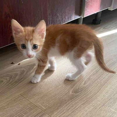 Kätzchen Alani kuschelt und schmust gern, EKH Jungtier - Katze