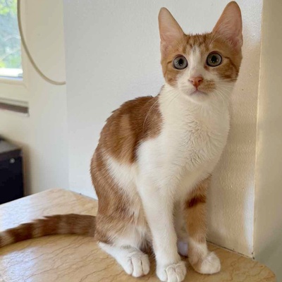 Kätzchen Alani kuschelt und schmust gern, EKH Jungtier - Katze