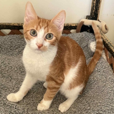 Kätzchen Alani möchte gern ihren Koffer packen, EKH Jungtier - Katze