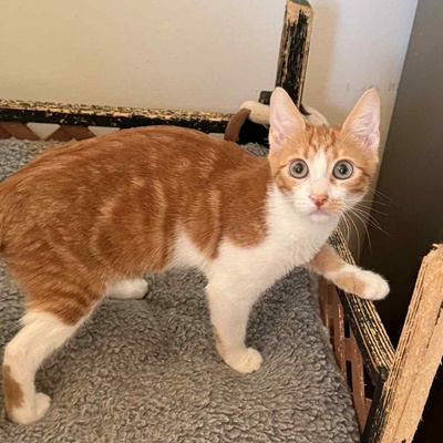 Kätzchen Alani sucht Dich zum kuscheln, EKH Jungtier - Katze