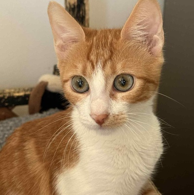 Kätzchen Alani sucht Dich zum kuscheln, EKH Jungtier - Katze