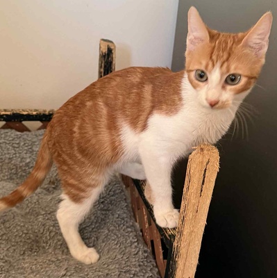 Kätzchen Alani sucht Dich zum kuscheln, EKH Jungtier - Katze