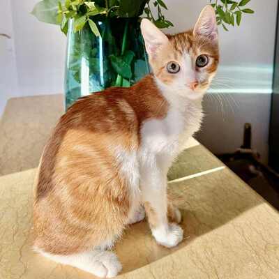 Kätzchen Alani sucht Dich zum kuscheln, EKH Jungtier - Katze