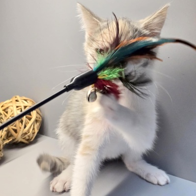 Kätzchen Aliza möchte Dein Herz erobern, EKH Jungtier - Katze