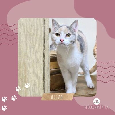 Kätzchen Aliza möchte Dein Herz erobern