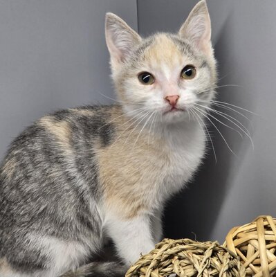 Kätzchen Aliza möchte Dein Herz erobern, EKH Jungtier - Katze