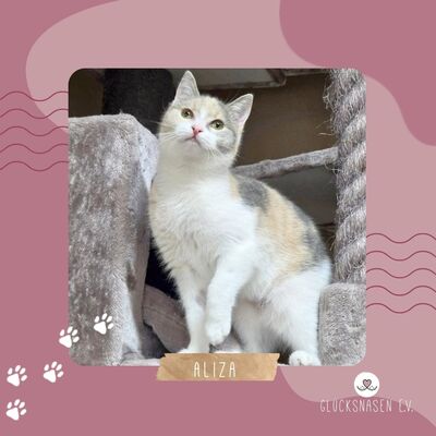 Kätzchen Aliza möchte Dein Herz erobern, EKH Jungtier - Katze