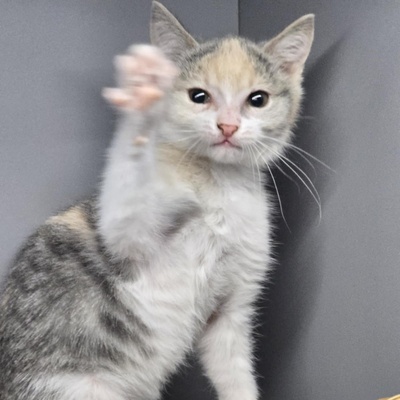 Kätzchen Aliza möchte Dein Herz erobern, EKH Jungtier - Katze