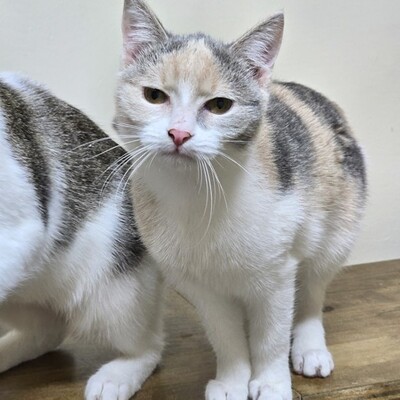 Kätzchen Aliza möchte Dein Herz erobern, EKH Jungtier - Katze