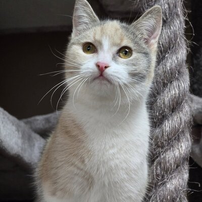 Kätzchen Aliza möchte Dein Herz erobern, EKH Jungtier - Katze