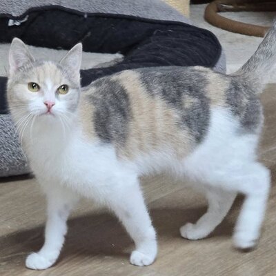 Kätzchen Aliza möchte Dein Herz erobern, EKH Jungtier - Katze