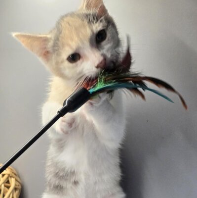 Kätzchen Aliza möchte Deine Welt erobern, EKH Jungtier - Katze