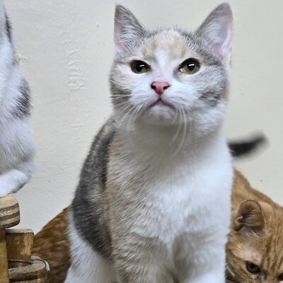 Kätzchen Aliza möchte Deine Welt erobern, EKH Jungtier - Katze