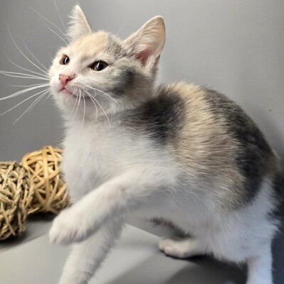 Kätzchen Aliza möchte Deine Welt erobern, EKH Jungtier - Katze