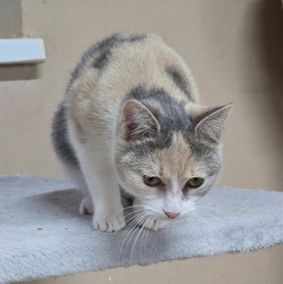 Kätzchen Aliza möchte Deine Welt erobern, EKH Jungtier - Katze