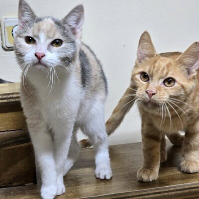 Kätzchen Aliza möchte Deine Welt erobern, EKH Jungtier - Katze