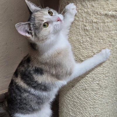 Kätzchen Aliza möchte Deine Welt erobern, EKH Jungtier - Katze