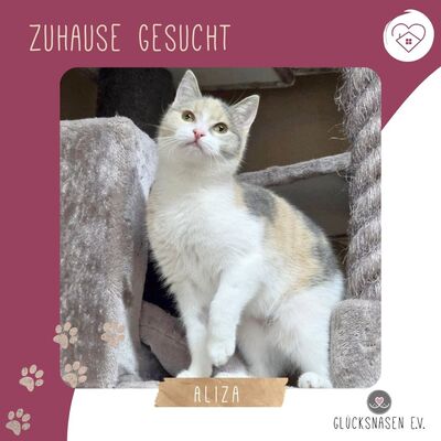 Kätzchen Aliza möchte Deine Welt erobern, EKH Jungtier - Katze