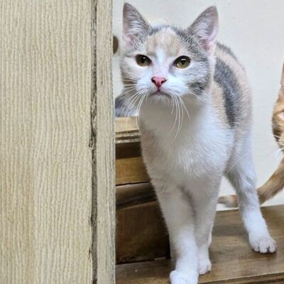 Kätzchen Aliza möchte Deine Welt erobern, EKH Jungtier - Katze