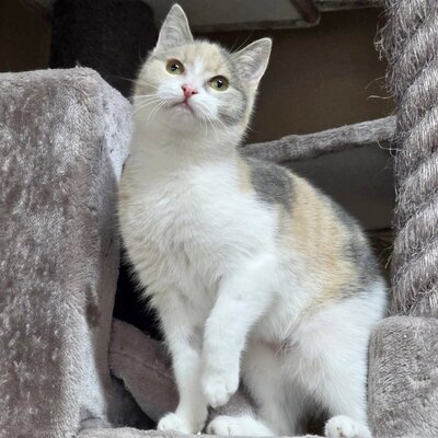 Kätzchen Aliza möchte Deine Welt erobern, EKH Jungtier - Katze