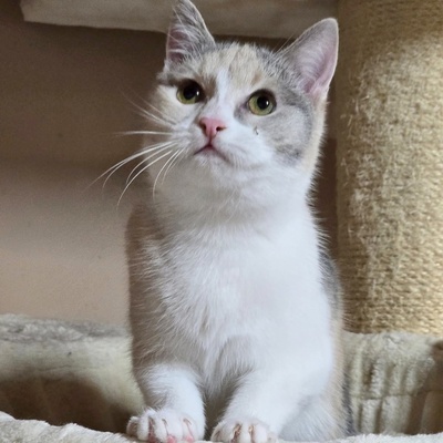 Kätzchen Aliza möchte Deine Welt erobern, EKH Jungtier - Katze