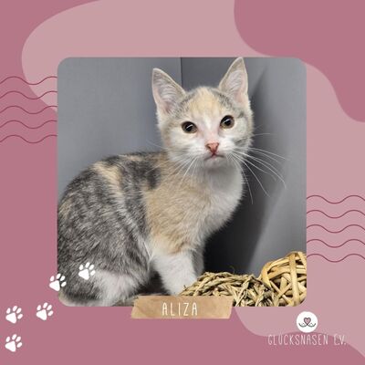 Kätzchen Aliza sucht ihre Familie, EKH Jungtier - Katze