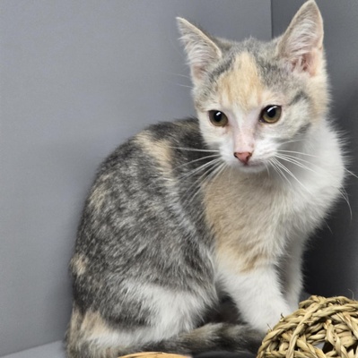 Kätzchen Aliza sucht ihre Familie, EKH Jungtier - Katze