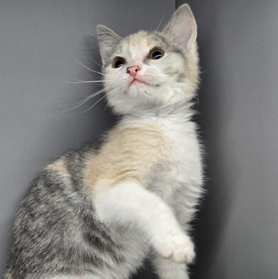 Kätzchen Aliza sucht ihre Familie, EKH Jungtier - Katze