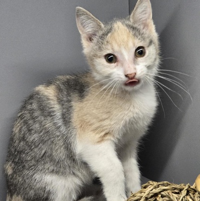 Kätzchen Aliza sucht ihre Familie, EKH Jungtier - Katze