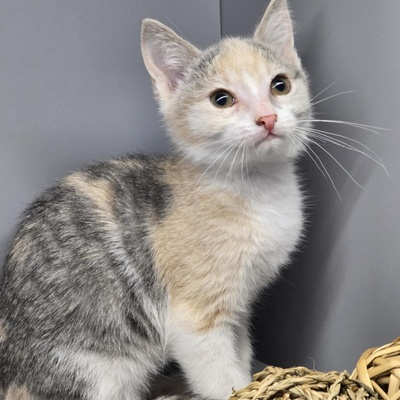 Kätzchen Aliza sucht ihre Familie, EKH Jungtier - Katze