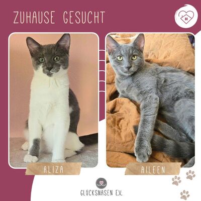 Kätzchen Aliza und Aileen lieben Menschen