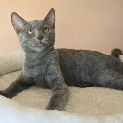 Kätzchen Aliza und Aileen lieben Menschen, EKH Jungtier - Katze