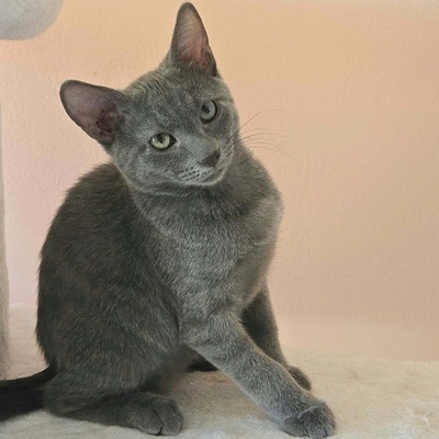 Kätzchen Aliza und Aileen lieben Menschen, EKH Jungtier - Katze