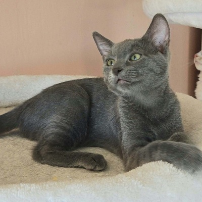 Kätzchen Aliza und Aileen lieben Menschen, EKH Jungtier - Katze