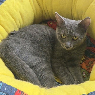 Kätzchen Aliza und Aileen lieben Menschen, EKH Jungtier - Katze