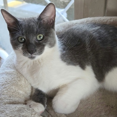 Kätzchen Aliza und Aileen lieben Menschen, EKH Jungtier - Katze