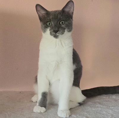 Kätzchen Aliza und Aileen lieben Menschen, EKH Jungtier - Katze