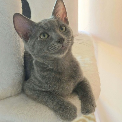 Kätzchen Aliza und Aileen lieben Menschen, EKH Jungtier - Katze