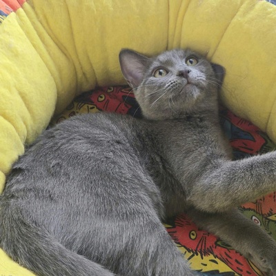 Kätzchen Aliza und Aileen lieben Menschen, EKH Jungtier - Katze