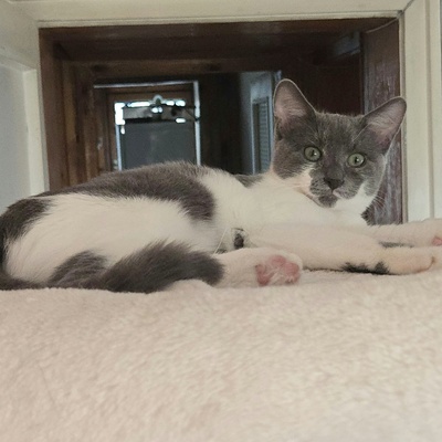 Kätzchen Aliza und Aileen lieben Menschen, EKH Jungtier - Katze
