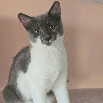 Kätzchen Aliza und Aileen lieben Menschen, EKH Jungtier - Katze