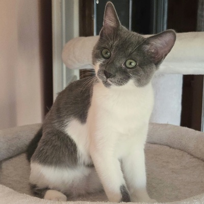 Kätzchen Aliza und Aileen lieben Menschen, EKH Jungtier - Katze