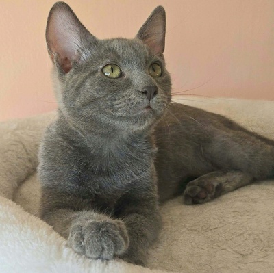 Kätzchen Aliza und Aileen lieben Menschen, EKH Jungtier - Katze