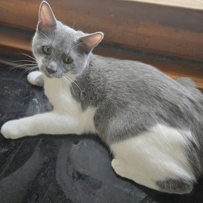 Kätzchen Aliza und Aileen lieben Menschen, EKH Jungtier - Katze