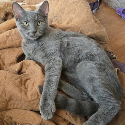 Kätzchen Aliza und Aileen lieben Menschen, EKH Jungtier - Katze