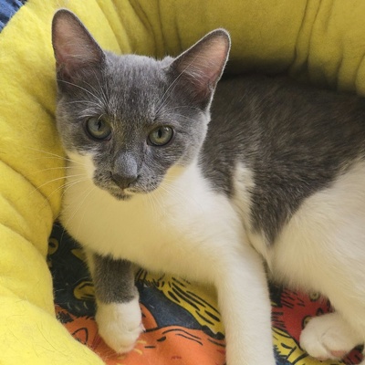 Kätzchen Aliza und Aileen lieben Menschen, EKH Jungtier - Katze