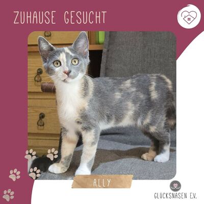 Kätzchen Ally spielt und schmust gern, EKH Jungtier - Katze